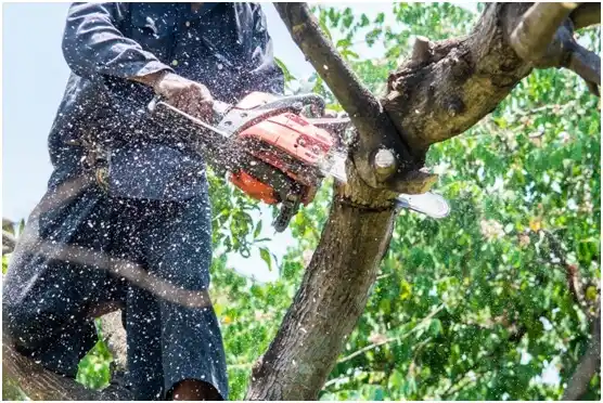 tree services Gold Beach